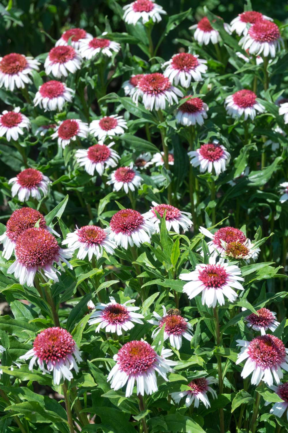 Solhatt Echinacea 'Strawberry and Cream'